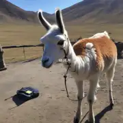 LLama 你好有什么可以帮助你的吗？