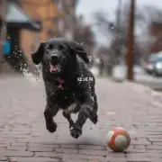 为什么当一只狗跑在街上时它会追逐一个球而不是树皮屑和垃圾?