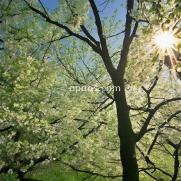 阳光落在春的枝头，日子便绿了。